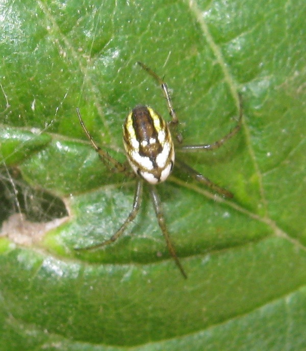 Mangora acalypha con  curculionide